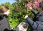 Colelcte des fleurs